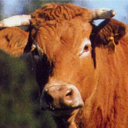 Otel Le Souffle Vert Cussac (Haute-Vienne)